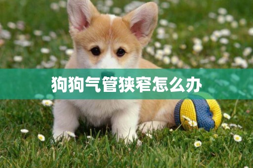 狗狗氣管狹窄怎么辦