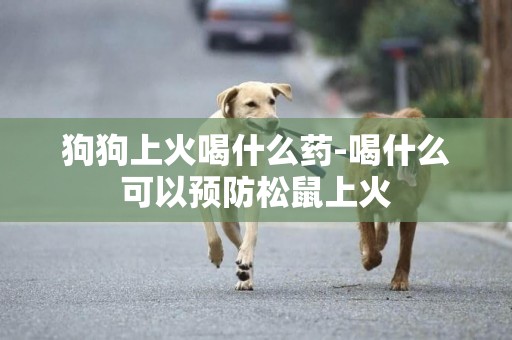狗狗上火喝什么藥-喝什么可以預防松鼠上火