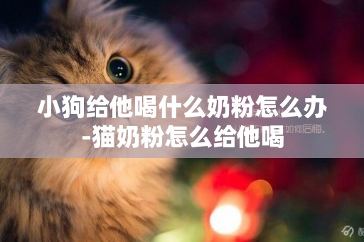 小狗給他喝什么奶粉怎么辦-貓奶粉怎么給他喝