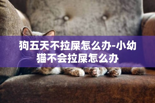 狗五天不拉屎怎么辦-小幼貓不會拉屎怎么辦