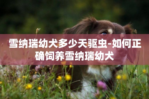 雪納瑞幼犬多少天驅蟲-如何正確飼養雪納瑞幼犬