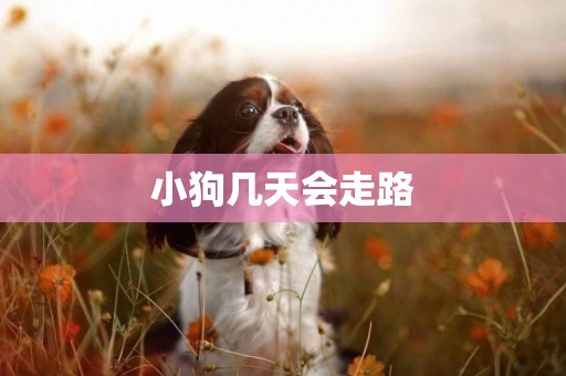小狗幾天會走路
