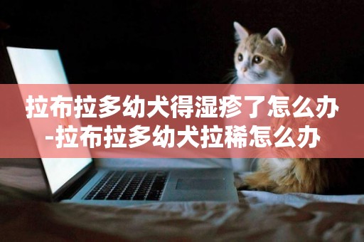 拉布拉多幼犬得濕疹了怎么辦-拉布拉多幼犬拉稀怎么辦
