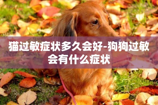 貓過敏癥狀多久會好-狗狗過敏會有什么癥狀