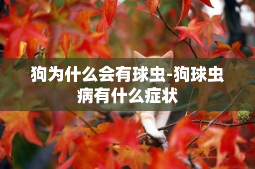 狗為什么會有球蟲-狗球蟲病有什么癥狀