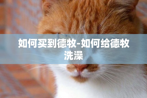 如何買到德牧-如何給德牧洗澡