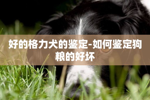 好的格力犬的鑒定-如何鑒定狗糧的好壞