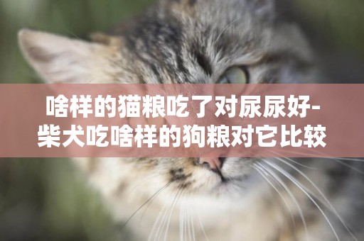 啥樣的貓糧吃了對尿尿好-柴犬吃啥樣的狗糧對它比較好