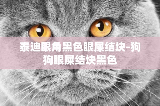 泰迪眼角黑色眼屎結塊-狗狗眼屎結塊黑色