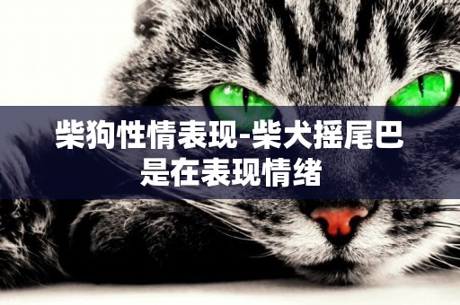柴狗性情表現-柴犬搖尾巴是在表現情緒
