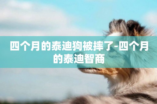 四個月的泰迪狗被摔了-四個月的泰迪智商