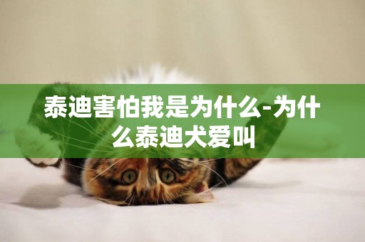 泰迪害怕我是為什么-為什么泰迪犬愛叫