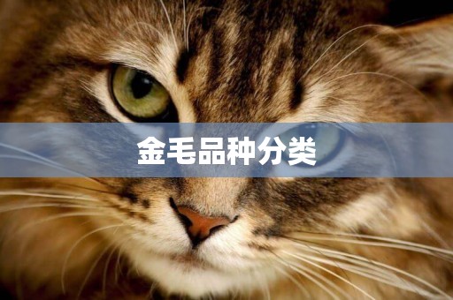 金毛品種分類