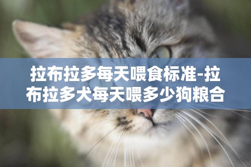 拉布拉多每天喂食標準-拉布拉多犬每天喂多少狗糧合適