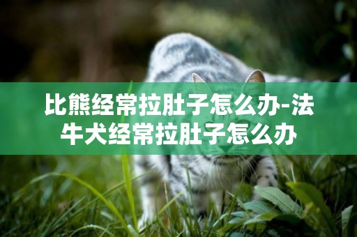 比熊經常拉肚子怎么辦-法牛犬經常拉肚子怎么辦