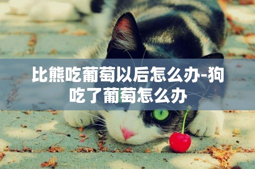 比熊吃葡萄以后怎么辦-狗吃了葡萄怎么辦