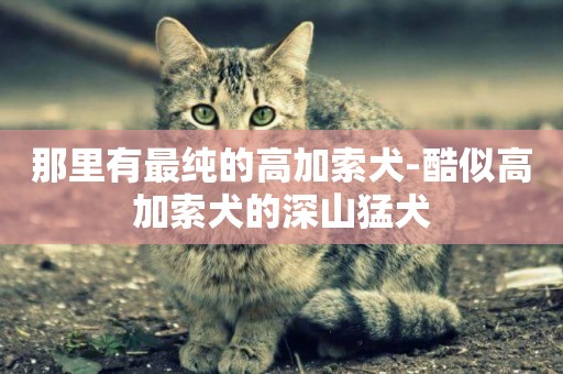 那里有最純的高加索犬-酷似高加索犬的深山猛犬