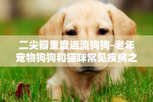 二尖瓣重度返流狗狗-老年寵物狗狗和貓咪常見疾病之二尖瓣瓣膜退化性病變