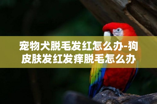 寵物犬脫毛發紅怎么辦-狗皮膚發紅發癢脫毛怎么辦