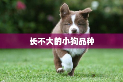 長不大的小狗品種