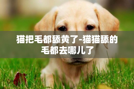 貓把毛都舔黃了-貓貓舔的毛都去哪兒了
