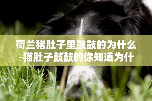 荷蘭豬肚子里鼓鼓的為什么-貓肚子鼓鼓的你知道為什么嗎