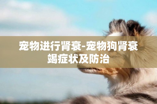 寵物進行腎衰-寵物狗腎衰竭癥狀及防治