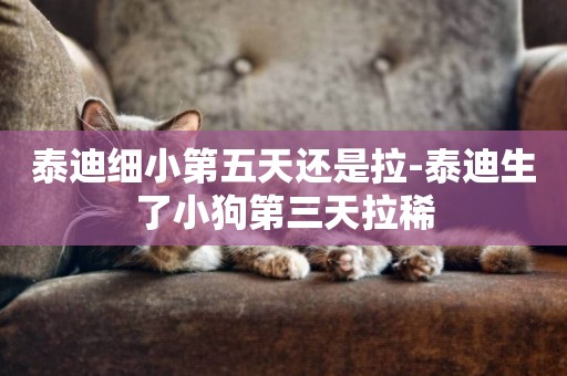 泰迪細小第五天還是拉-泰迪生了小狗第三天拉稀