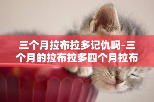 三個月拉布拉多記仇嗎-三個月的拉布拉多四個月拉布拉多的區別
