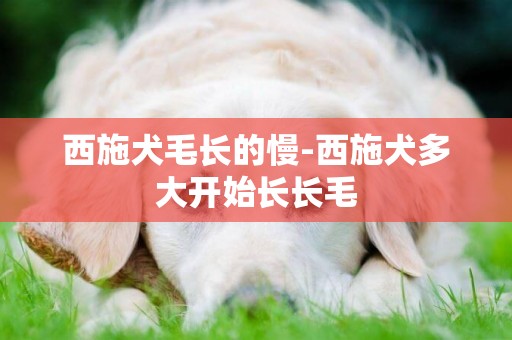 西施犬毛長的慢-西施犬多大開始長長毛