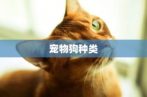寵物狗種類