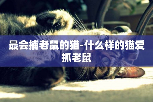 最會捕老鼠的貓-什么樣的貓愛抓老鼠