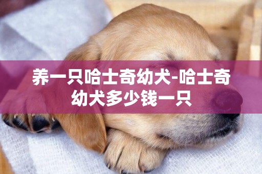 養一只哈士奇幼犬-哈士奇幼犬多少錢一只