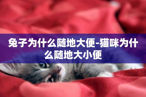 兔子為什么隨地大便-貓咪為什么隨地大小便