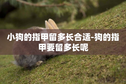 小狗的指甲留多長合適-狗的指甲要留多長呢