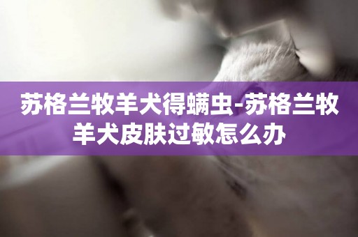 蘇格蘭牧羊犬得螨蟲-蘇格蘭牧羊犬皮膚過敏怎么辦