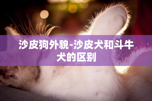 沙皮狗外貌-沙皮犬和斗牛犬的區別