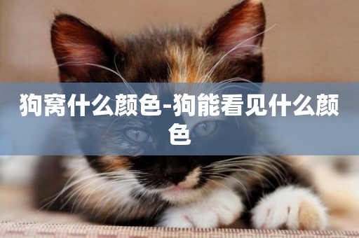 狗窩什么顏色-狗能看見什么顏色