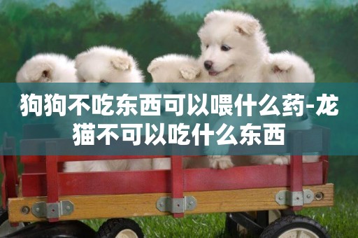狗狗不吃東西可以喂什么藥-龍貓不可以吃什么東西