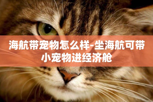 海航帶寵物怎么樣-坐海航可帶小寵物進經濟艙