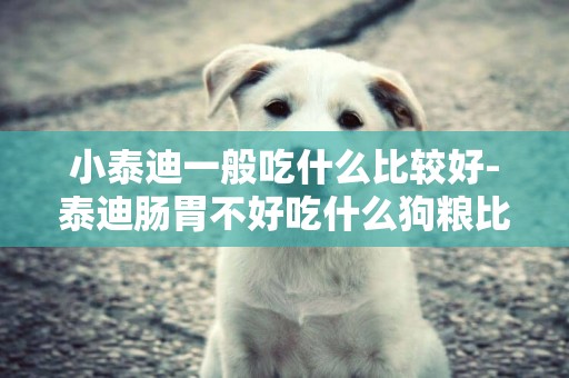小泰迪一般吃什么比較好-泰迪腸胃不好吃什么狗糧比較好