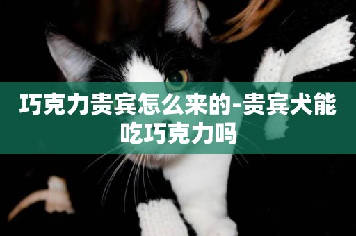 巧克力貴賓怎么來的-貴賓犬能吃巧克力嗎