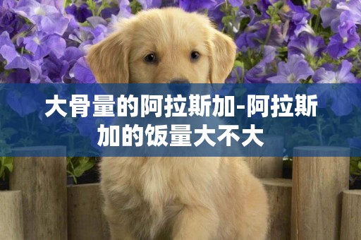 大骨量的阿拉斯加-阿拉斯加的飯量大不大