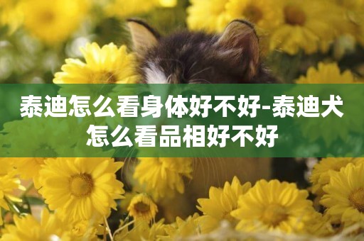 泰迪怎么看身體好不好-泰迪犬怎么看品相好不好