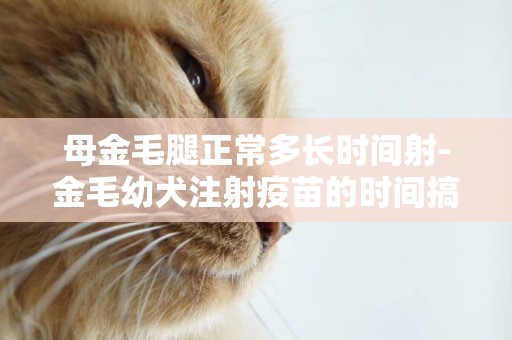 母金毛腿正常多長時間射-金毛幼犬注射疫苗的時間搞清楚