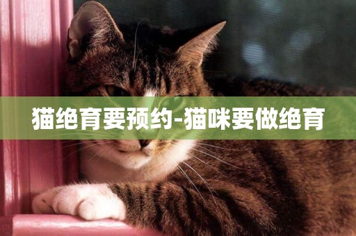 貓絕育要預約-貓咪要做絕育