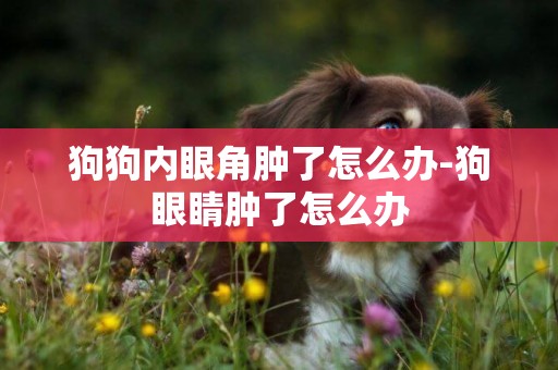 狗狗內眼角腫了怎么辦-狗眼睛腫了怎么辦