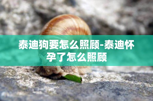 泰迪狗要怎么照顧-泰迪懷孕了怎么照顧
