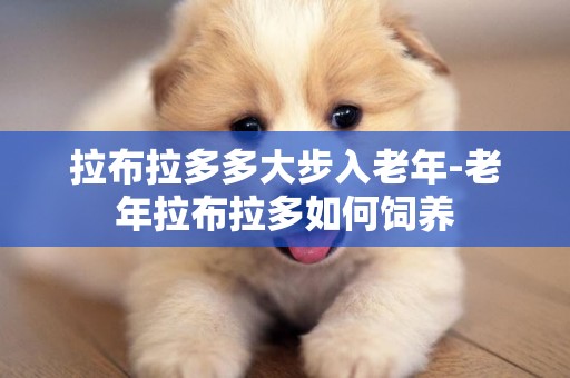 拉布拉多多大步入老年-老年拉布拉多如何飼養