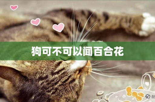 狗可不可以聞百合花
